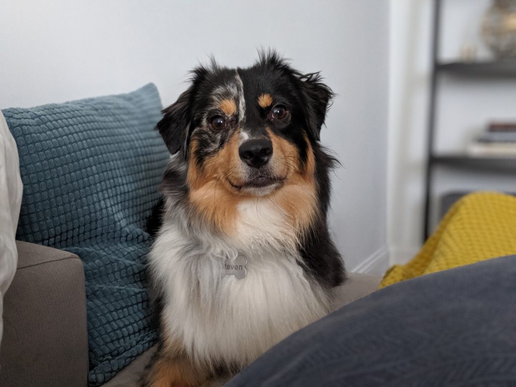 A very alert Mini Australian Shepherd laying on a couch surrounded by pillows.